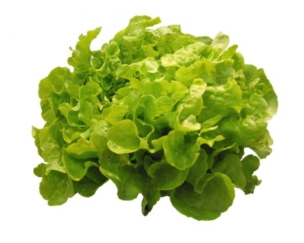 Recipe Green Salad With Vinaigrette C Frije Recipe Green Salad With Vinaigrette C Frije